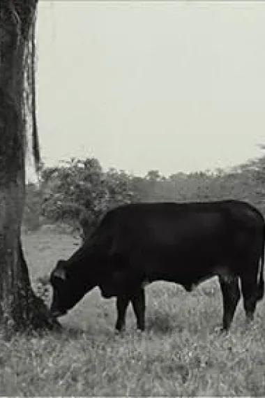 约恩·纳瓦埃斯