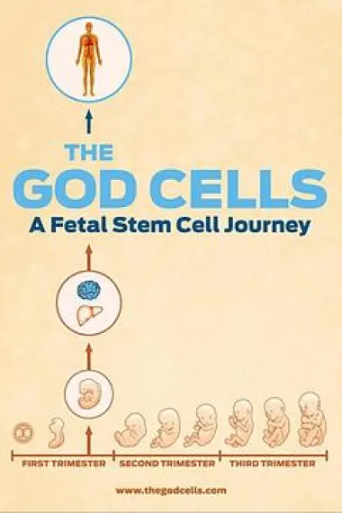 生死之争:胎儿干细胞 下载