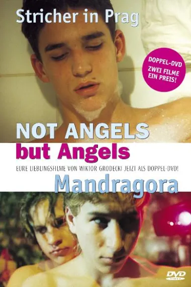 天使不会飞 下载