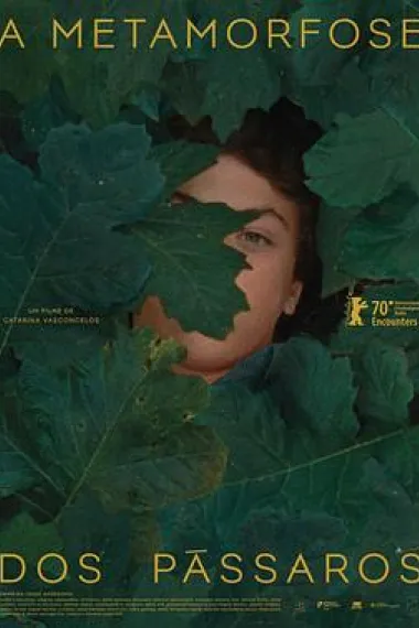 鸟类变形记 下载