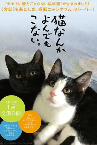 为什么猫都叫不来 下载