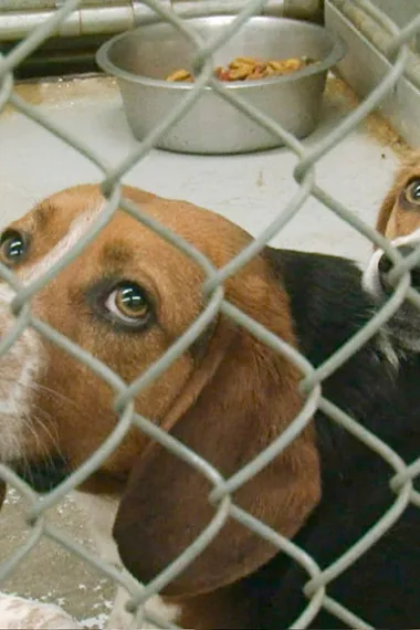 属于狗的王国 下载